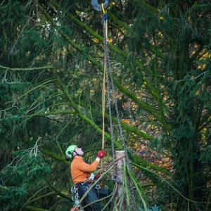 Aurora Tree Service