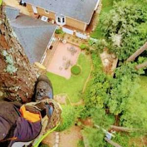 Discount Professional Tree Service & Firewood