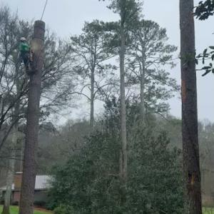 Guzman’s Tree Services
