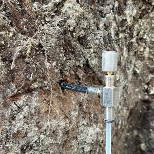 Tree Service & Consulting