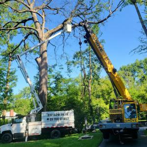 GR Tree Service & Landscape