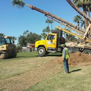 Great Southwest Saguaro & Tree Spade