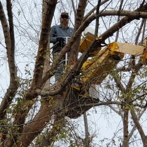 DC's Tree Service