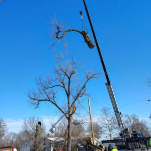 A&M Tree Services