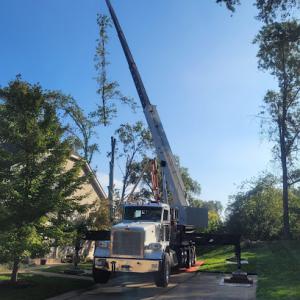 Valley Tree Services