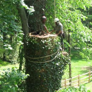 Carroll Tree Service