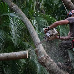 Yucaipa Tree Services