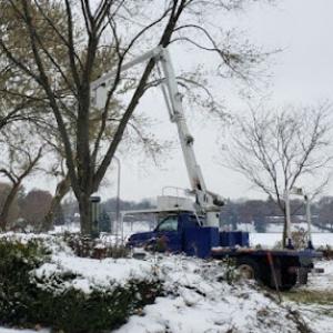 The Branch Office Tree Service