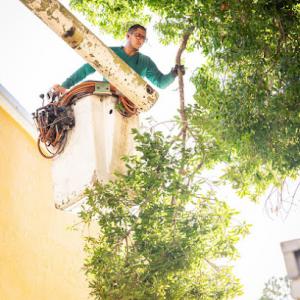 New Breeze Tree Service