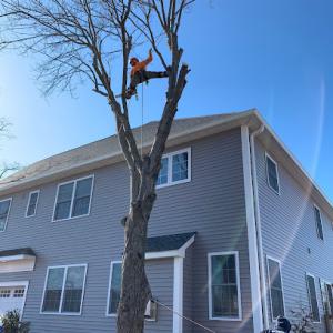 Loyalty Tree Service