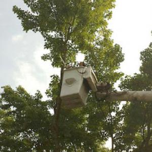 Outdoor Services Tree Service