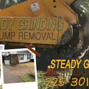 Steady Grinding Stump Removal