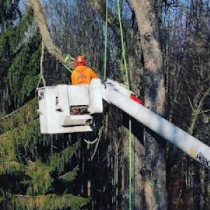 Brawner's Tree Service