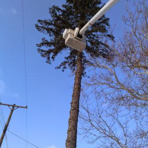 Shepard's Tree Removal