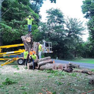 Pine Tree Tree Service