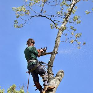 Precision Tree Service