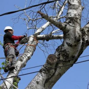 Long Island Tree Service