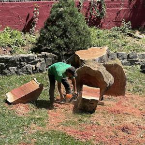 Holly Expert Tree Care Service