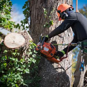 NJ Roots Tree Service