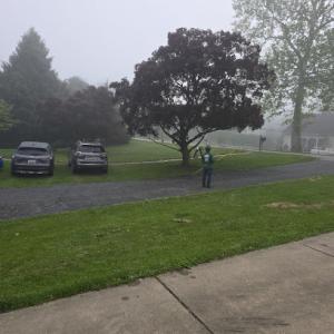 Orellana Tree Service