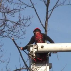 Forest City Tree Protection