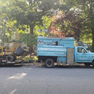 Magic Stump Grinder & tree services