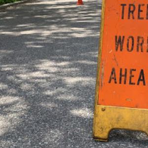 Carribean Tree Service & Landscaping