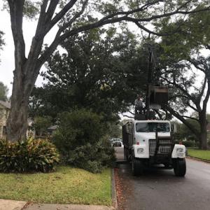 Davis Tree Experts