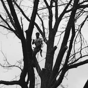 Beaumont Tree Service