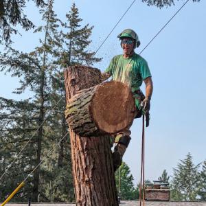 Very Good Stump Grinding & Tree Removal