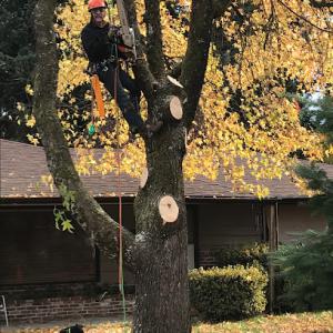 Tree Masters