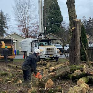 Second 2 None Tree Service