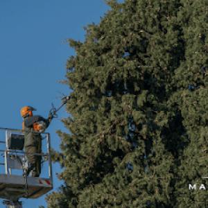 Manchester NH Tree Service & Removal