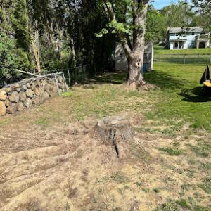 Professional Stump Removal