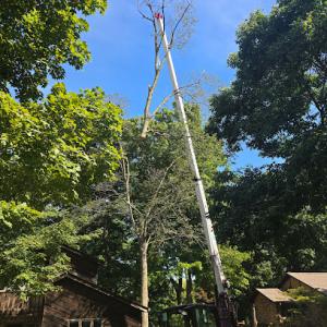 Gildersleeve Tree Services