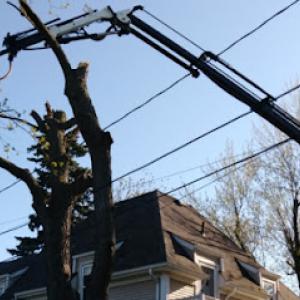 Island edge crane & tree service