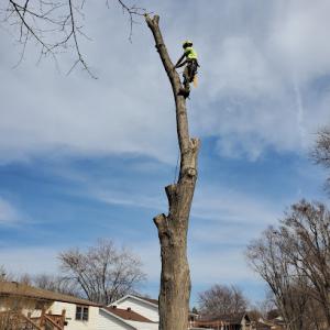 The Tree Surgeon