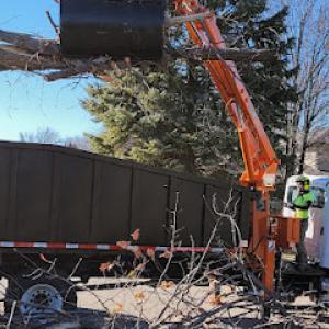 Rooted Tree Specialists