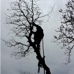 Seattle Tree Service