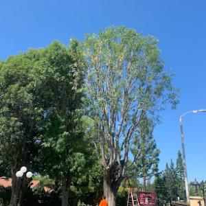 Father & Son Tree Service