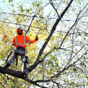 Palo Alto Tree Service