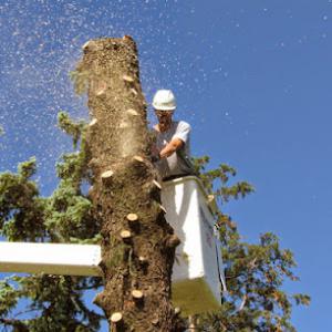 Mayne Tree Expert Company