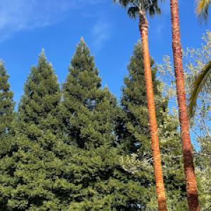 Ubaldino Tree Service