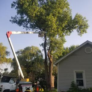 Bay Tree Removal Service