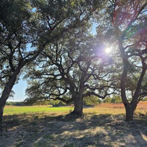 Above It All Tree Care