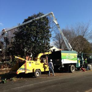 Nelson Tree Specialist