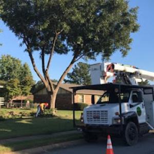 Dogwood Tree Service