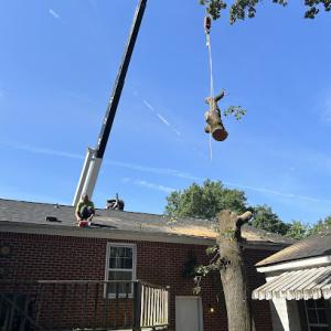 Redds Tree Service