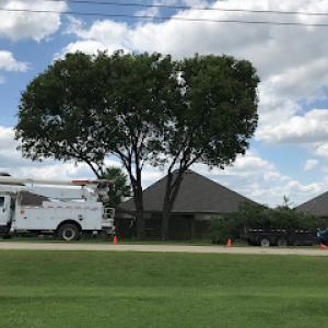 Lombard Tree Service