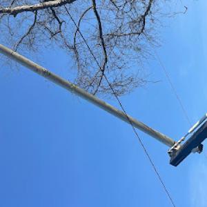 The Tree Wise Men Tree Service